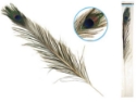Picture of Real Peacock Feather 31"-35" - 1 pc.